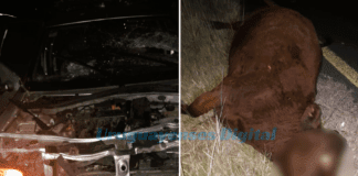 Concepción del Uruguay: Un automovíl chocó un animal suelto en plena Autovía