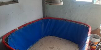 (Imágenes) Desmantelan red de apuestas ilegales y Peleas de Gallos en Concepción del Uruguay