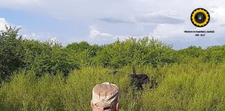 Localizan tres animales vacunos perdidos en Urdinarrain