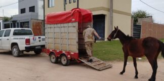 Continúan los rescates de caballos sueltos en la ciudad