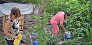 Ante el aumento de la temperatura, se recuerda la importancia de eliminar criaderos de mosquitos