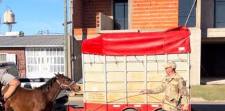 Se retomaron los rescates de caballos en la ciudad