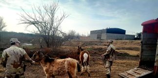 Procedimiento por Animales sueltos en ciudad