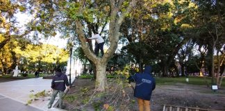 Se realizan tareas de poda en plazas de la ciudad