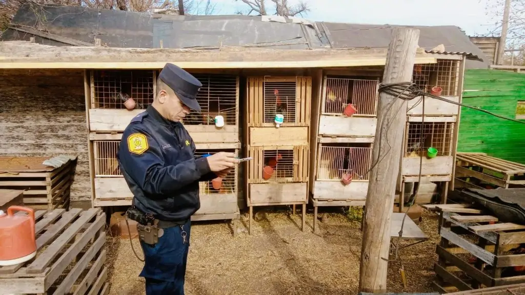 Operativo Policial: desarticulan red de riñas de gallos en Concordia