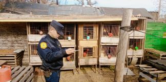 Operativo Policial: desarticulan red de riñas de gallos en Concordia