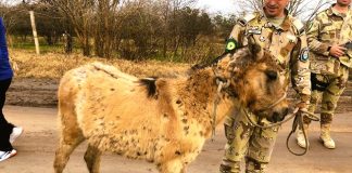 El municipio reanudo la retención de caballos sueltos en la vía pública