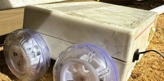 Estudiantes fabrican un robot que ayuda en la crianza de pollos parrilleros