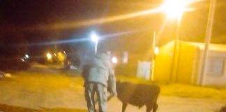 Brigada Gualeguay y Jefatura Departamental Gualeguay detienen a dos hombres y recuperan un animal vacuno robado