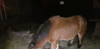 Camionero llevaba un equino de dudosa procedencia en medio de un transporte de animales