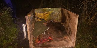 Detienen a un ciudadano por el delito de abigeato en flagrancia y tenencia ilegal de arma de fuego