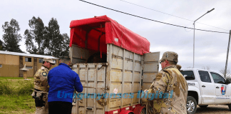 Secuestraron caballos sueltos en zona del Círculo Católico