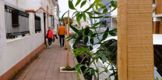 Plan de arbolado: se plantan 100 ejemplares