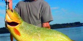 Entre Ríos declara de interés turístico el dorado y se prohíbe su pesca comercial