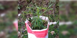 Dos Jóvenes Interceptados con una Planta de Marihuana en Colón