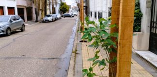 Comenzó una nueva etapa del Plan de Arbolado Urbano en la ciudad