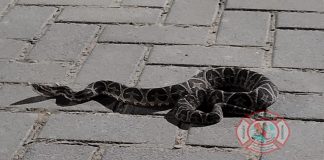 Bomberos rescatan a ofidio en barrio Las Acacias