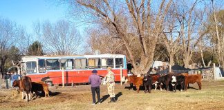 Recuperan animal vacuno en allanamiento en Gualeguaychú