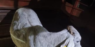 Brigada de Delitos Rurales Secuestran animal vacuno en allanamiento por hurto en Mojones Norte