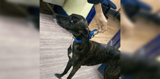 Recuperan perra galgo robada en el barrio Hipódromo
