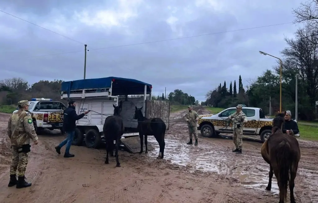 Secuestran 23 Caballos en Gualeguaychú en la Vía Pública