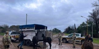 Secuestran 23 Caballos en Gualeguaychú en la Vía Pública