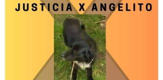 Esta semana se inicia la audiencia por la Muerte Brutal de «Angelito», el Perro Asesinado en San Marcial