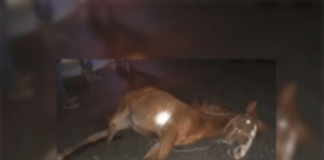 Se conoció los detalles del caballo accidentado, fue sacrificado tras fractura grave