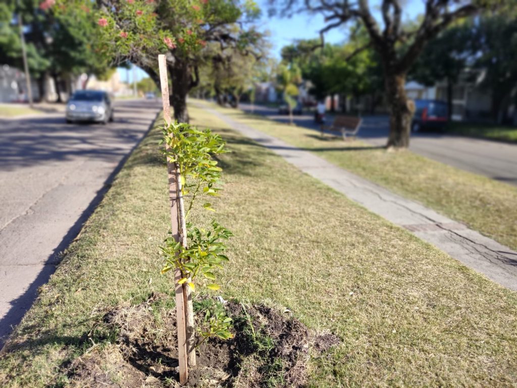 Día del Árbol: invitan a participar de la plantación de ejemplares
