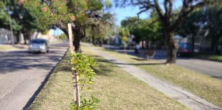 Día del Árbol: invitan a participar de la plantación de ejemplares
