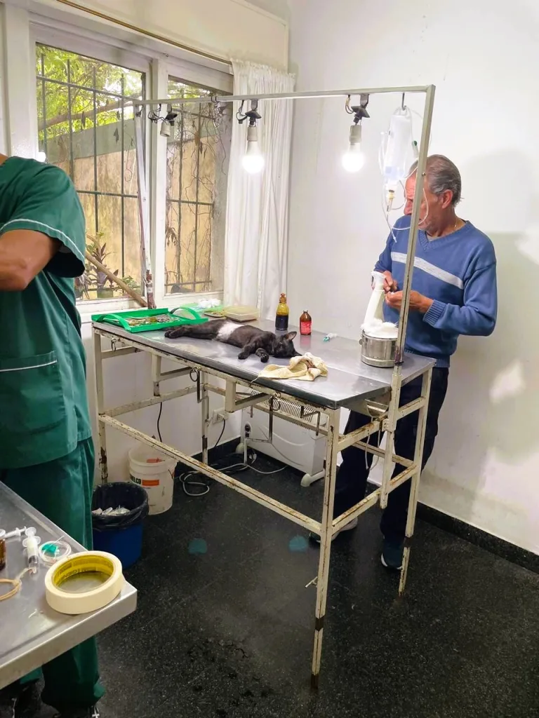 Este viernes, castrarán a 100 gatos machos