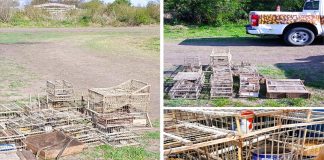 Secuestran tramperas con aves autóctonas y proceden a su liberación