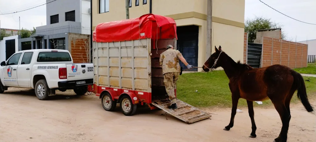 Cómo denunciar caballos sueltos en la vía pública