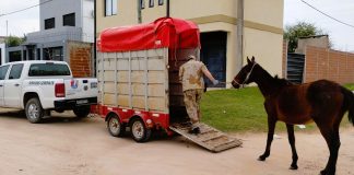 Cómo denunciar caballos sueltos en la vía pública