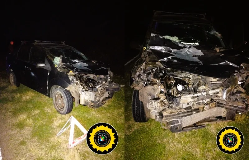 Un automóvil colisionó con un animal vacuno