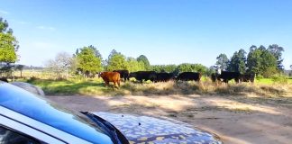 Brigada de Concordia recupera vacunos denunciados por sustraídos