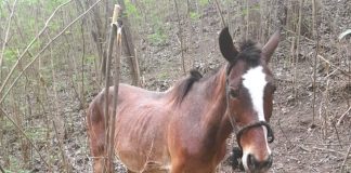 Recuperan equino sustraído en Colonia Elía