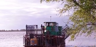 La Brigada Abigeato de Gualeguay Recuperó 56 Animales Bovinos Robados en Isla Las Lechiguanas