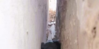 Bomberos rescataron un perro atrapado entre dos paredes en Barrio Sta Teresita