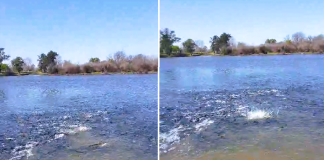 Mortandad de peces en Arroyo la China: Investigación en curso tras la alerta de pescadores