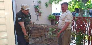Rescate de Carpincha en Villa Elisa: Una Acción Solidaria por la Fauna Local