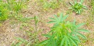 Tras el robo en una constructora, allanaron una vivienda y encontraron plantas de cannabis sativa