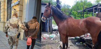 Operativos de la Brigada, Concordia y Bovril: recuperan equinos robados y detienen a tres hombres con cocaína