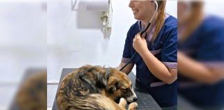 Allanamiento en supermercado chino por denuncias de maltrato animal