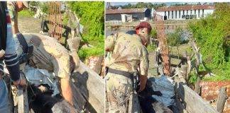 Allanamiento en Isla Victoria: Secuestran un novillo robado y lo restituyen a su dueño