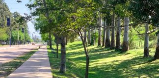 Quejas por la extracción de eucaliptos en el acceso Doctor Bastian de San José