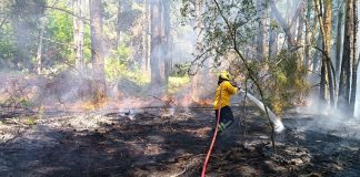 Bomberos intervinieron en incendio forestal en la Autovía Nacional Ruta N° 14