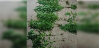 Secuestran plantación de Cannabis en una vivienda abandonada del Barrio 100 viviendas