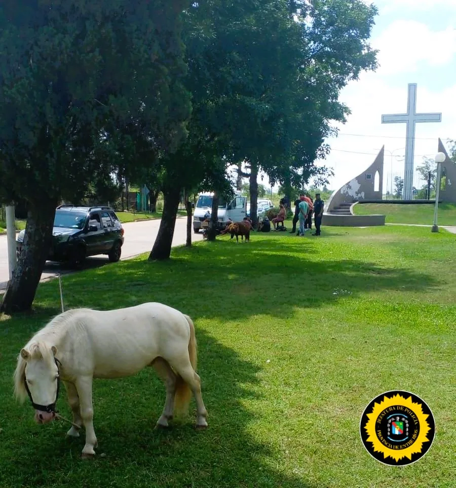 San Salvador: ofrecían paseos en ponys para encubrir venta de droga