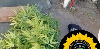 Operativo policial en el ex frigorífico FAPU: secuestraron marihuana y pruebas en una causa por abuso de armas